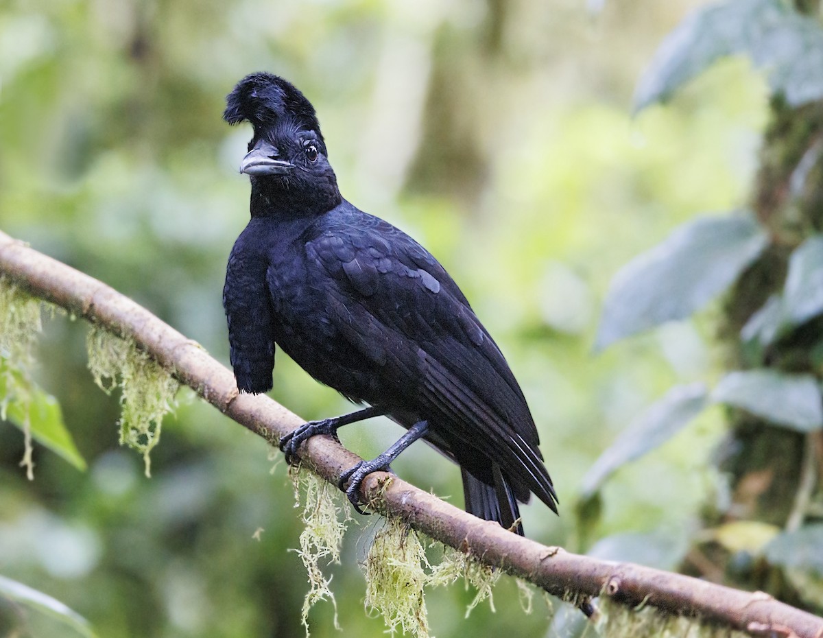 Long-wattled Umbrellabird - ML644118675