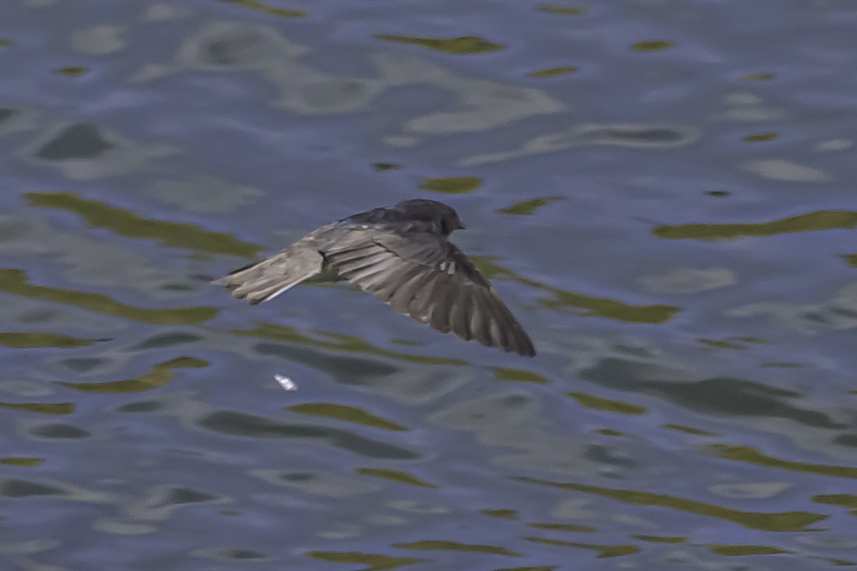 Andean Swallow - ML644118676