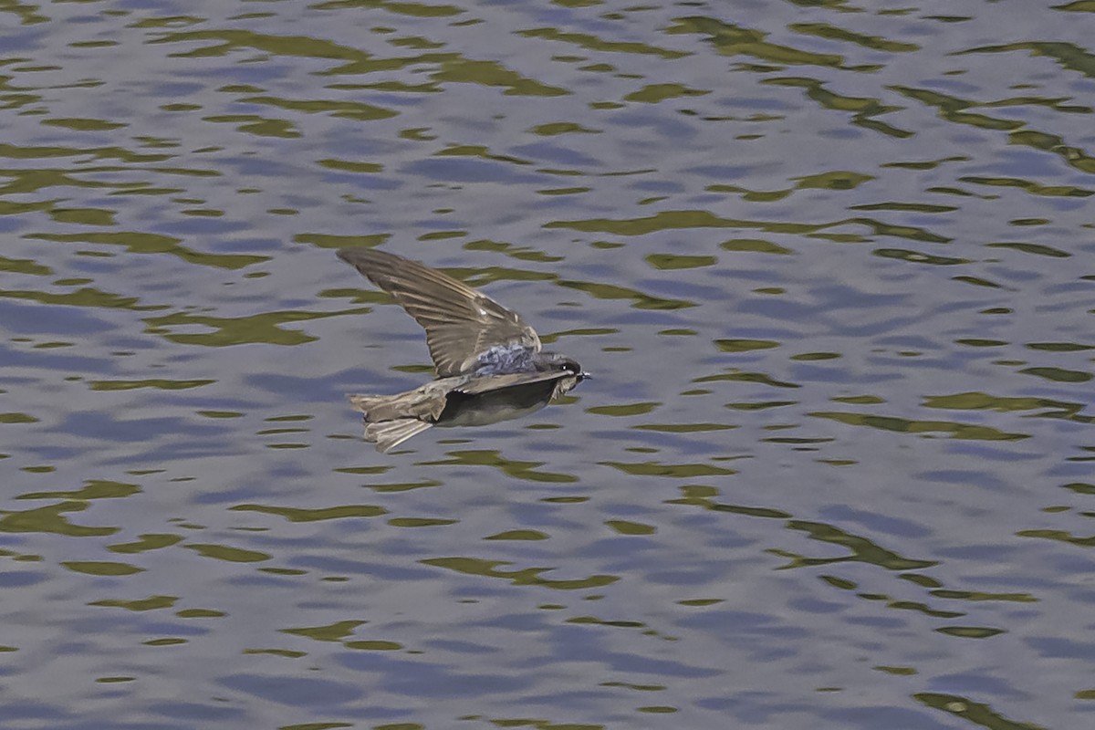 Andean Swallow - ML644118677