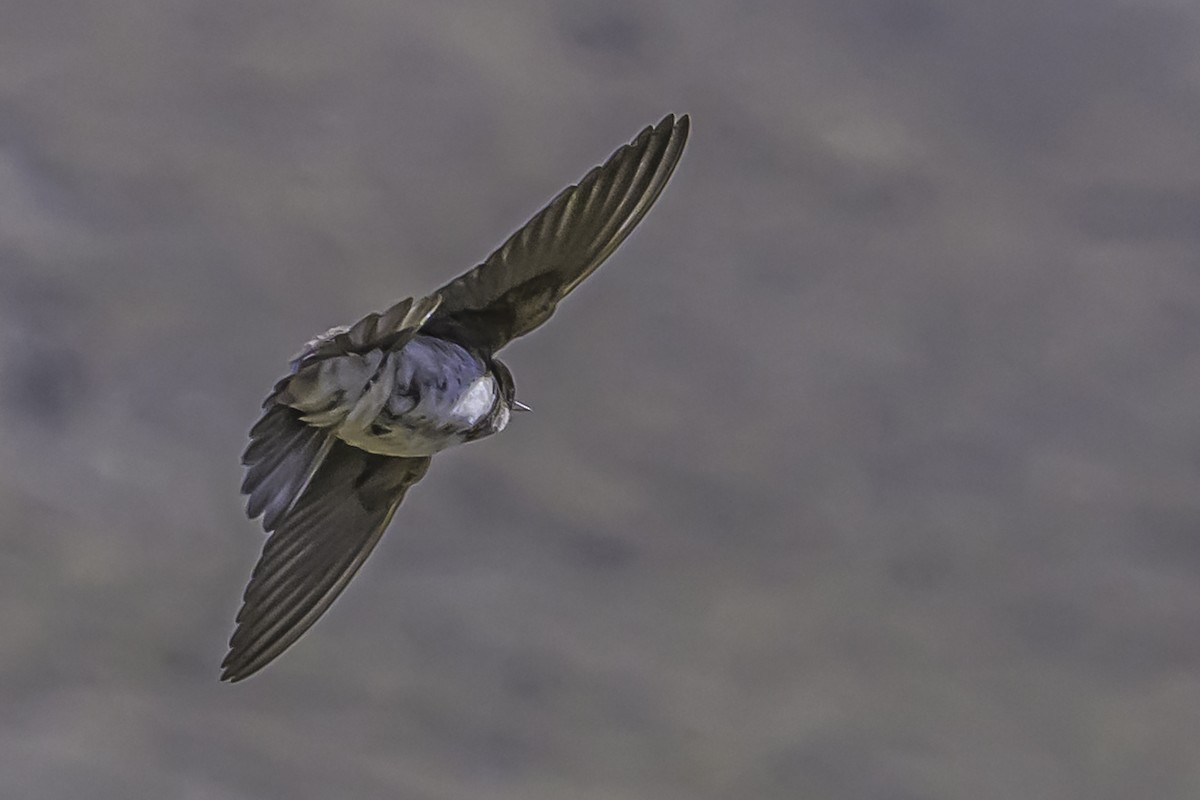Andean Swallow - ML644118678