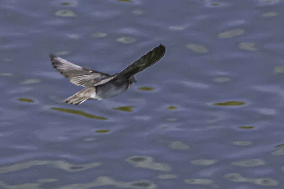 Andean Swallow - ML644118679