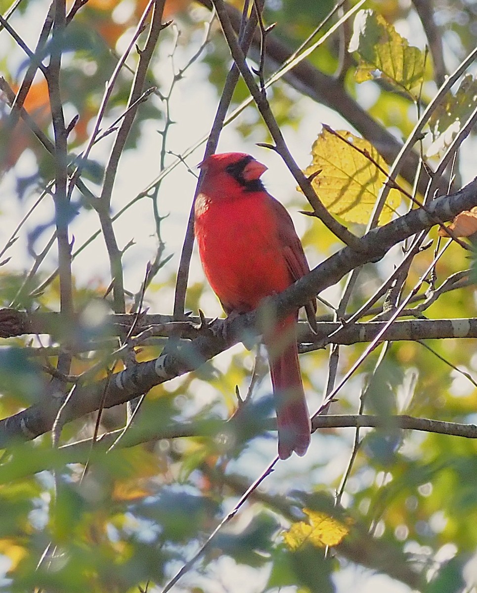 Northern Cardinal - ML644118696