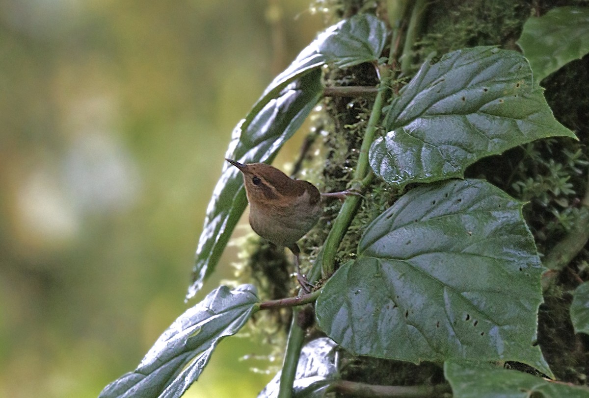 Mountain Wren - ML644118703
