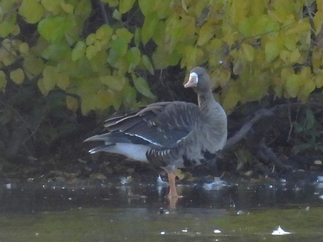 Манхин галуу - ML644118705