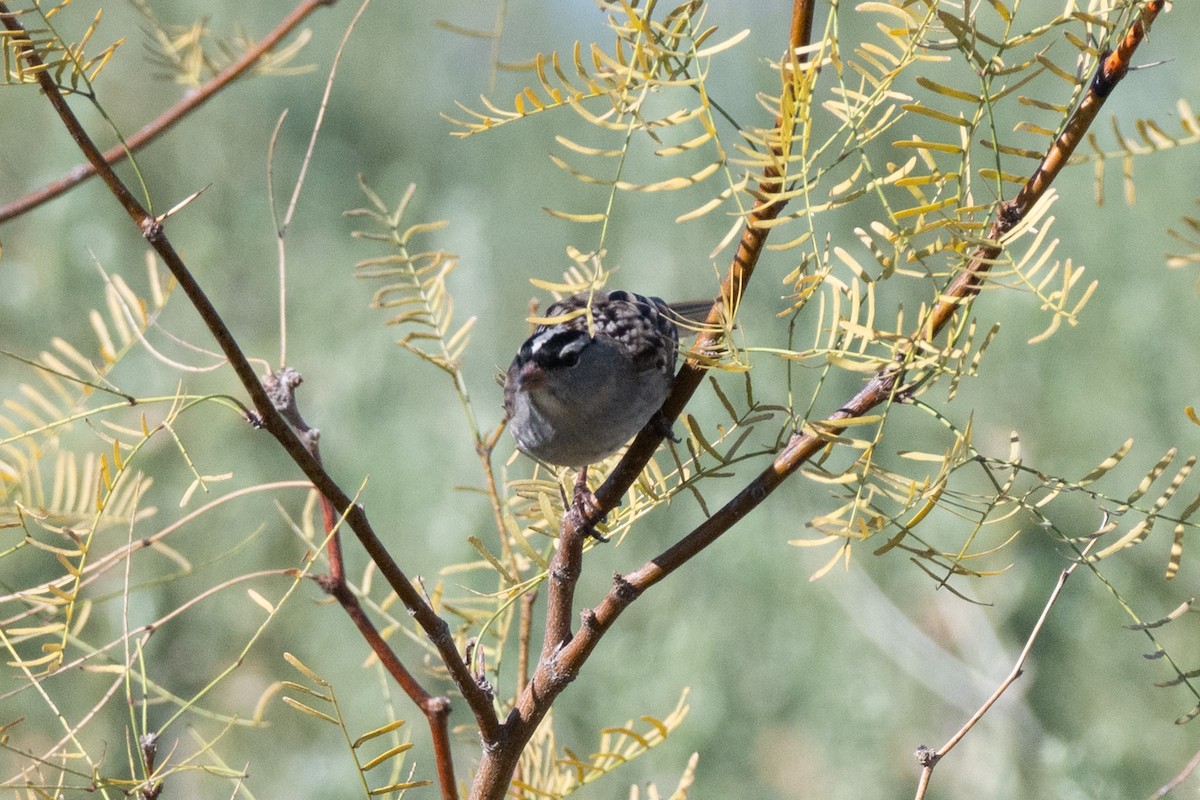 hvitkronespurv - ML644118721