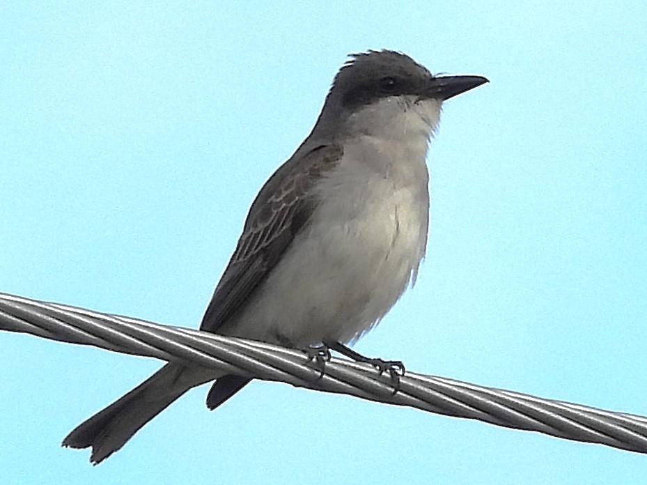 Gray Kingbird - ML644118728