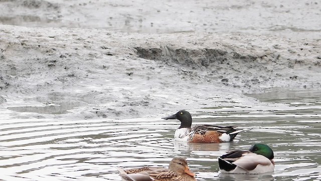 Northern Shoveler - ML644118729