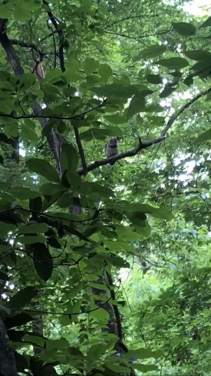 Barred Owl - ML644118734