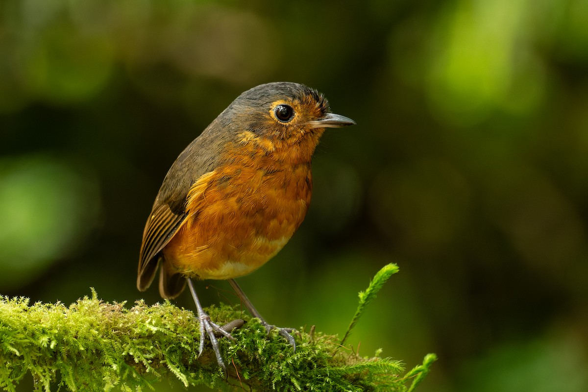 Slate-crowned Antpitta - ML644118735