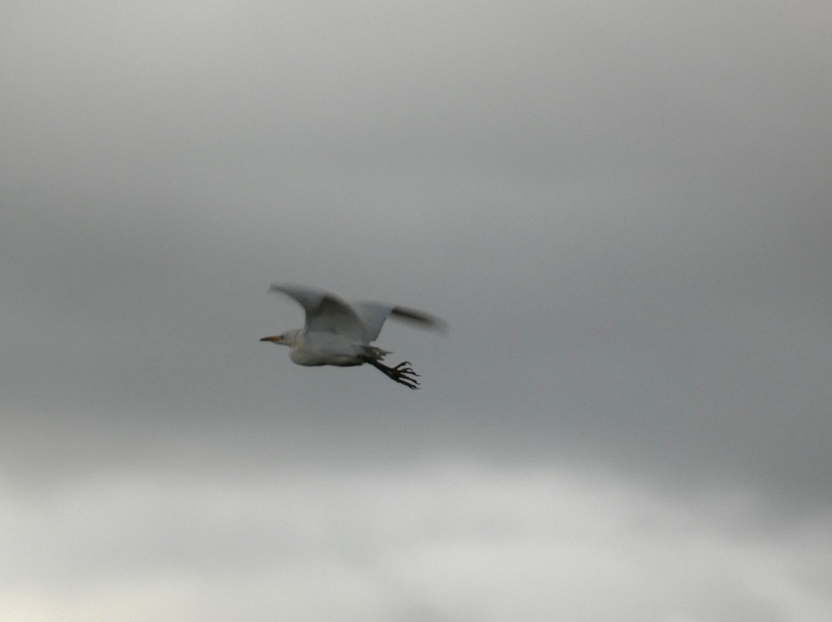 Western Cattle-Egret - ML644118738
