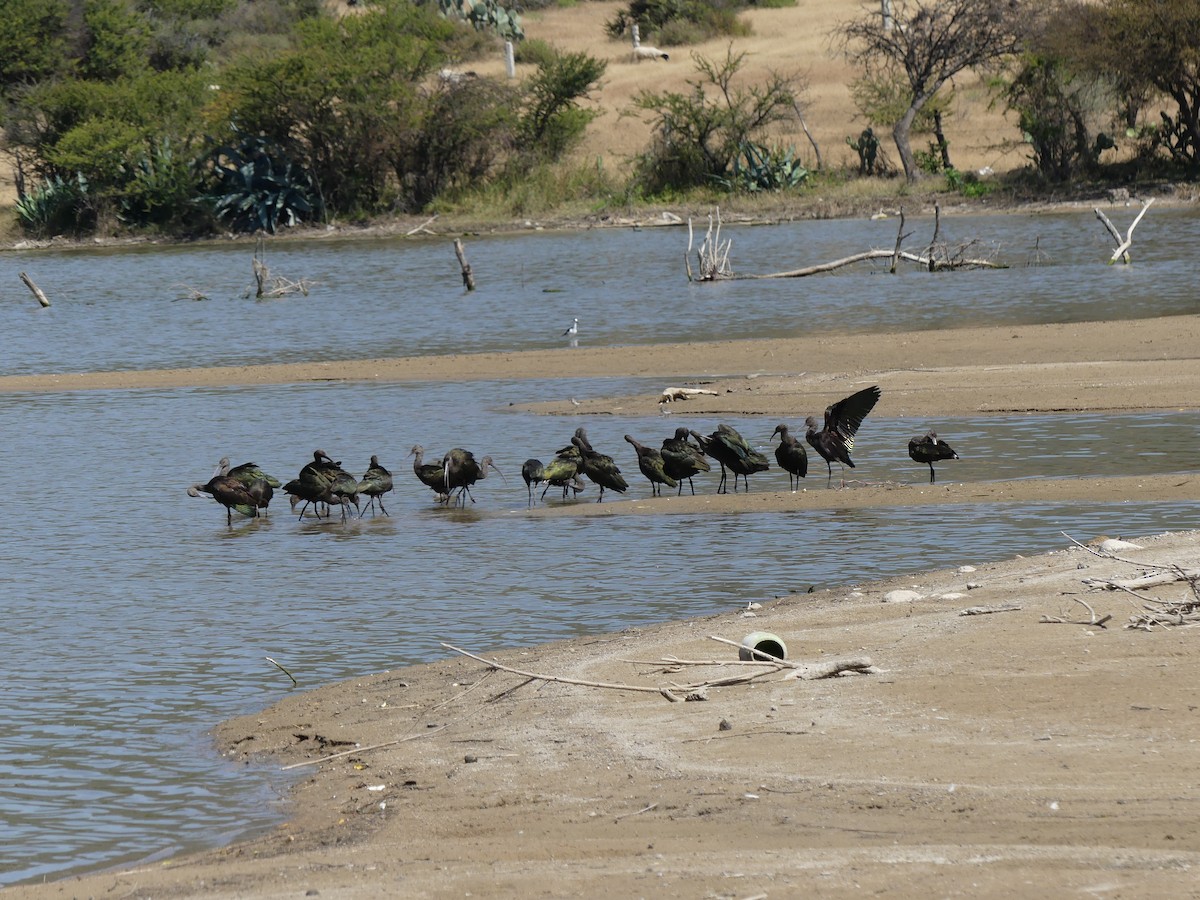 White-faced Ibis - ML644118746