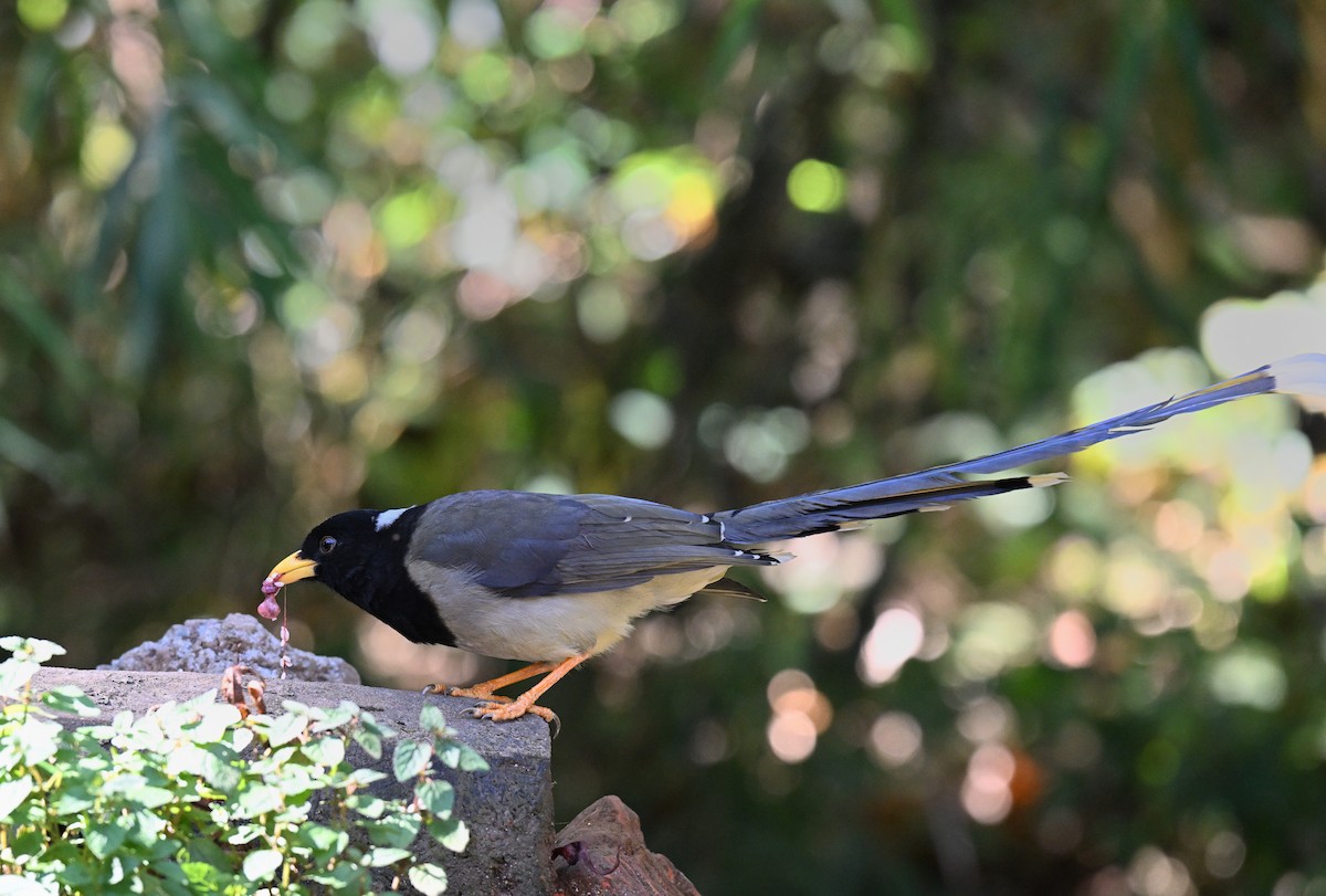 Yellow-billed Blue-Magpie - ML644118749