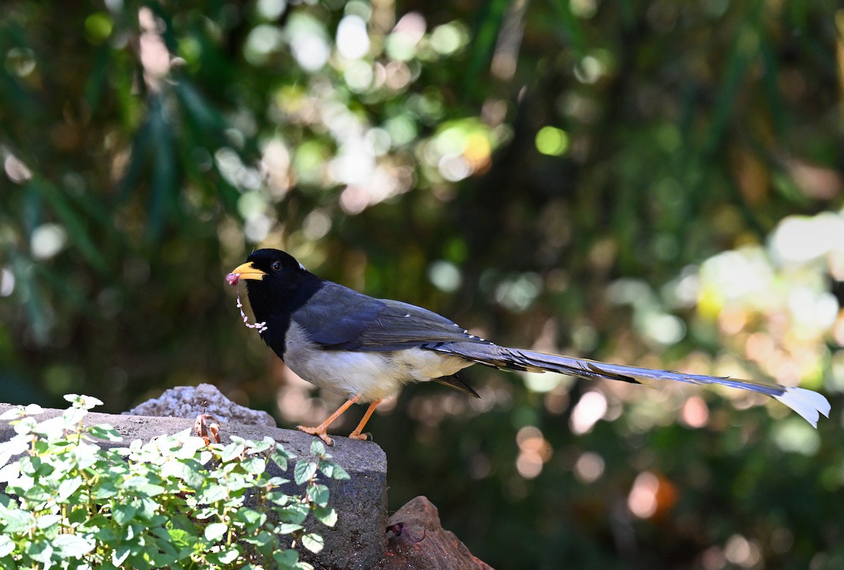 Yellow-billed Blue-Magpie - ML644118750