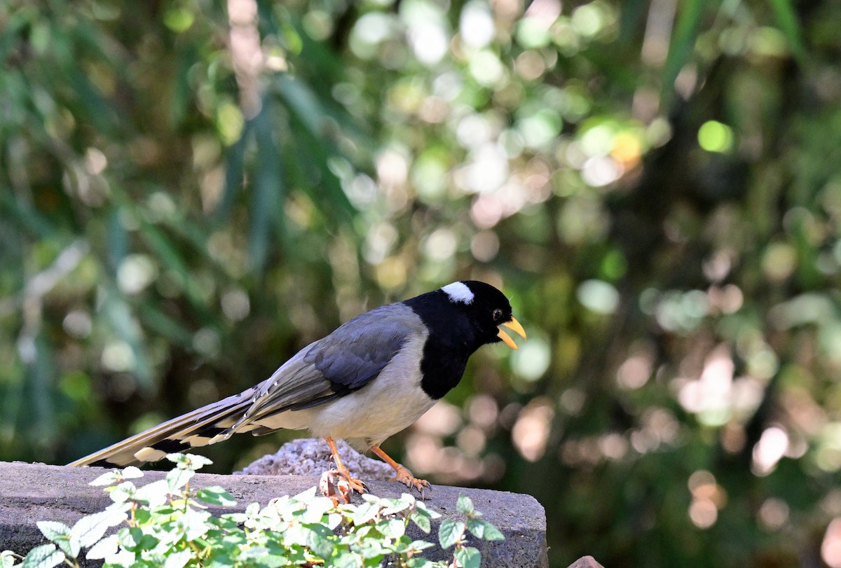 Yellow-billed Blue-Magpie - ML644118751