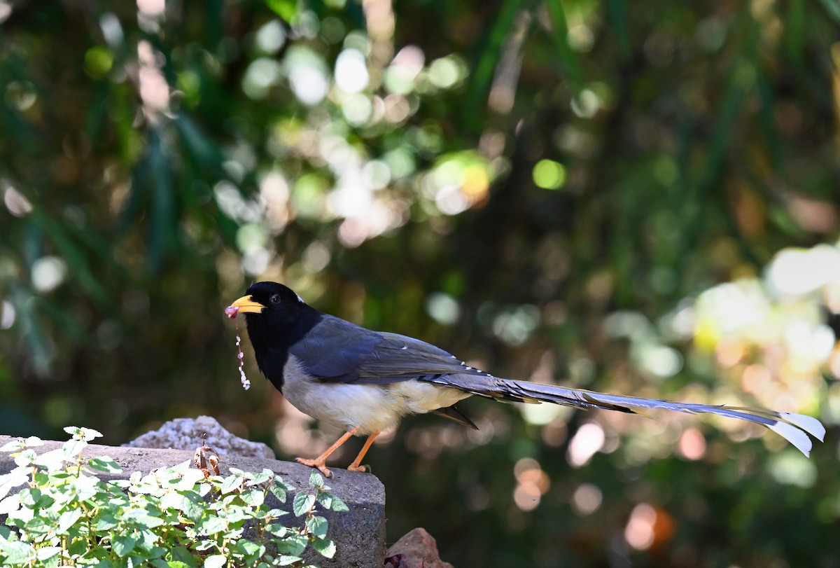 Yellow-billed Blue-Magpie - ML644118752