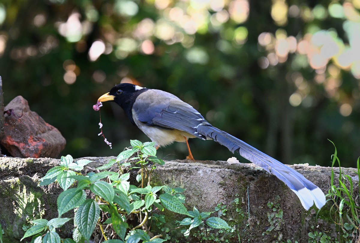 Yellow-billed Blue-Magpie - ML644118753