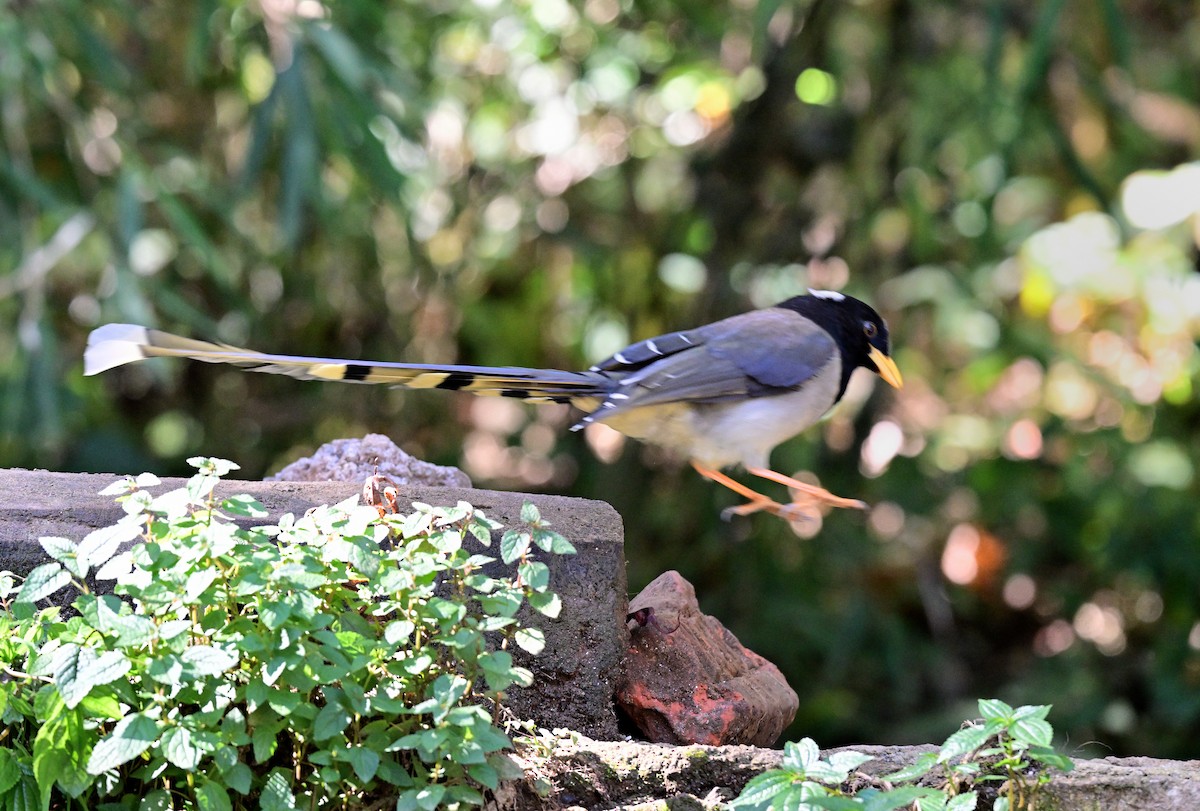 Yellow-billed Blue-Magpie - ML644118754