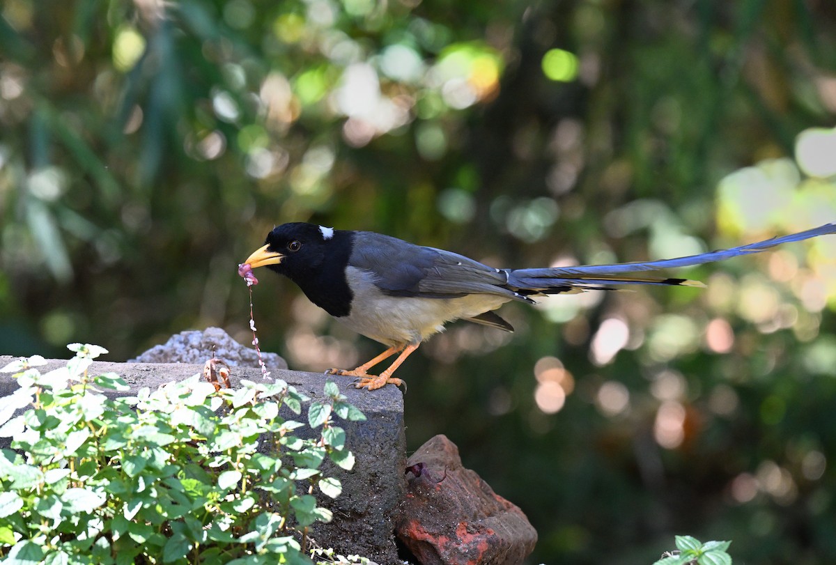 Yellow-billed Blue-Magpie - ML644118755