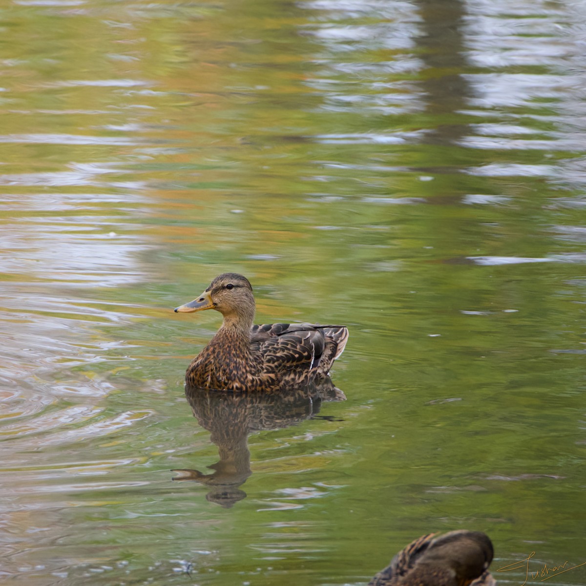 Canard colvert - ML644118758