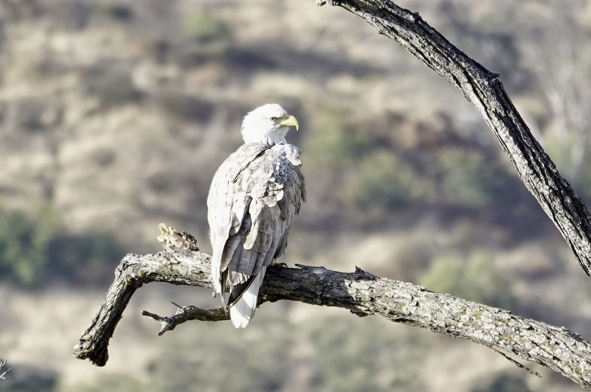 Bald Eagle - ML644118761