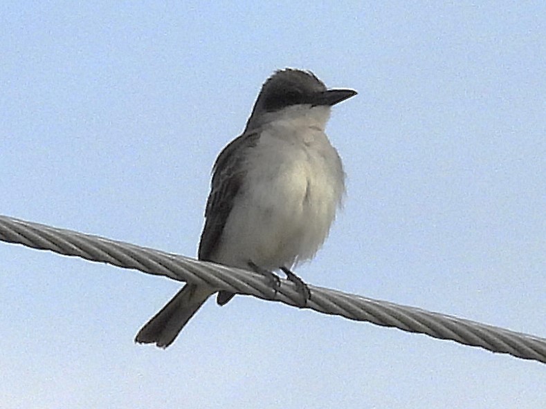 Gray Kingbird - ML644118765