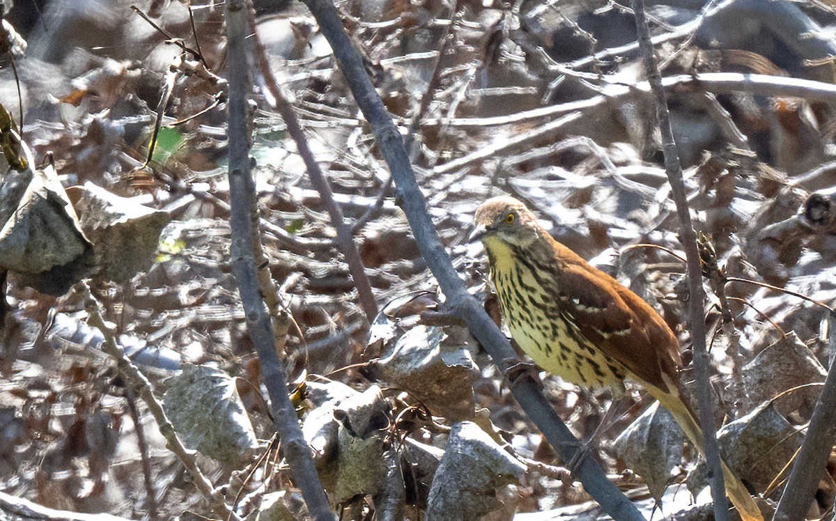 Brown Thrasher - ML644118779