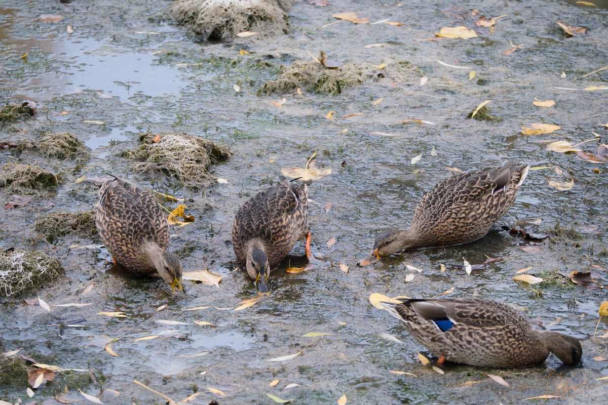 Canard colvert - ML644118782