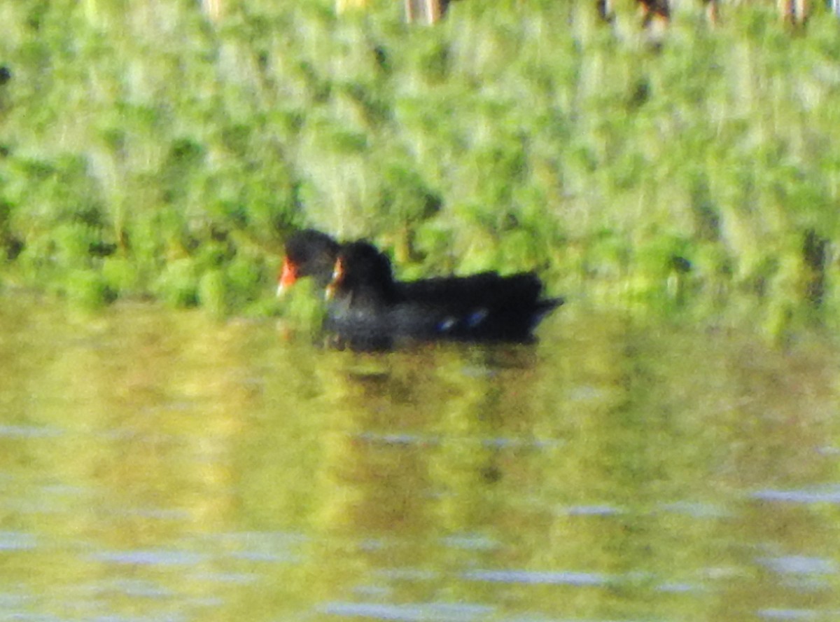 Gallinule d'Amérique - ML644118807