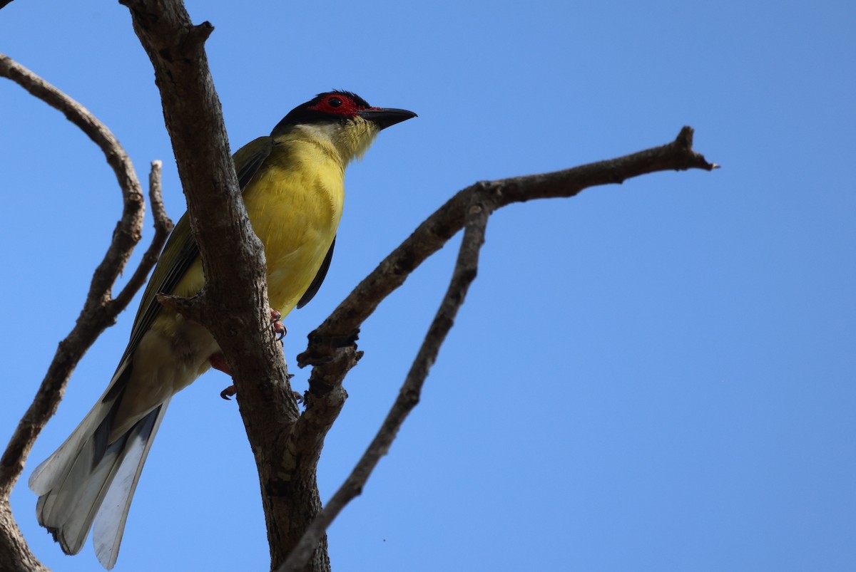 Australasian Figbird - ML644118809