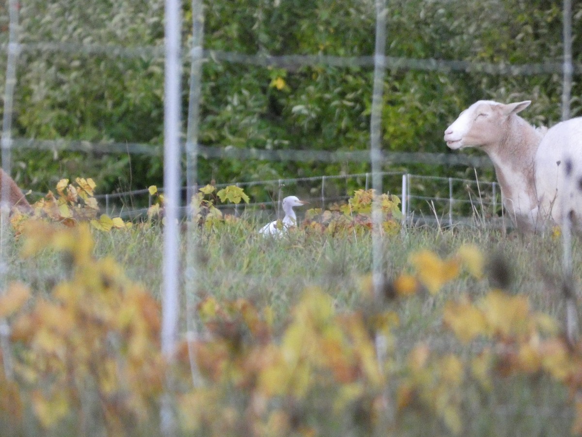 Western Cattle-Egret - ML644118811