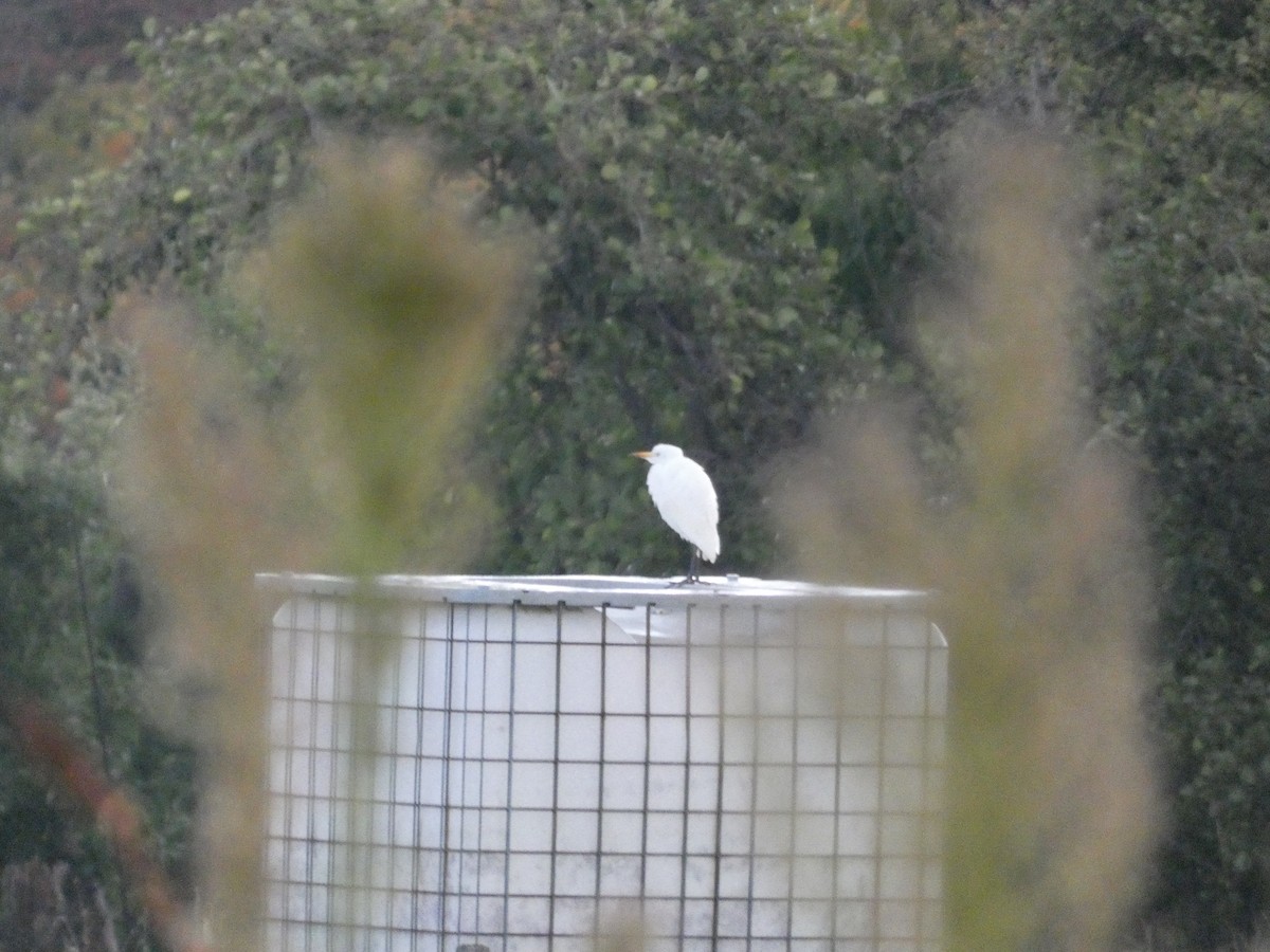 Western Cattle-Egret - ML644118812
