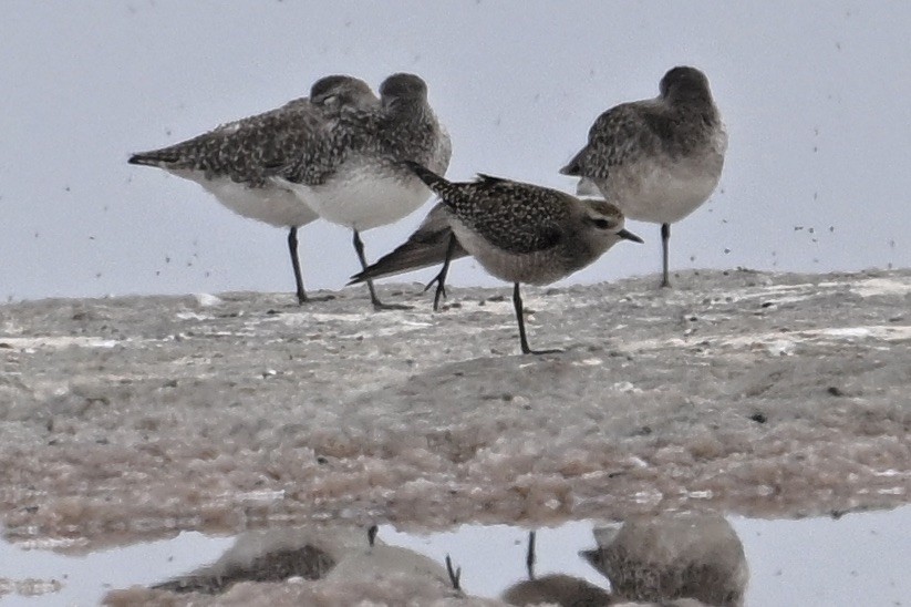 American Golden-Plover - ML644118833