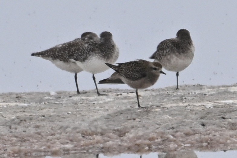 American Golden-Plover - ML644118834