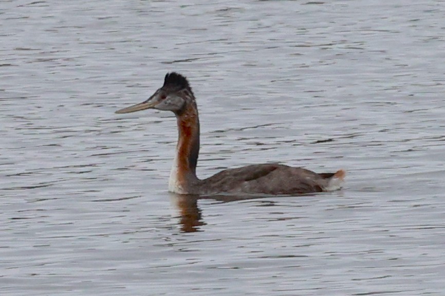 spyddykker - ML644118836