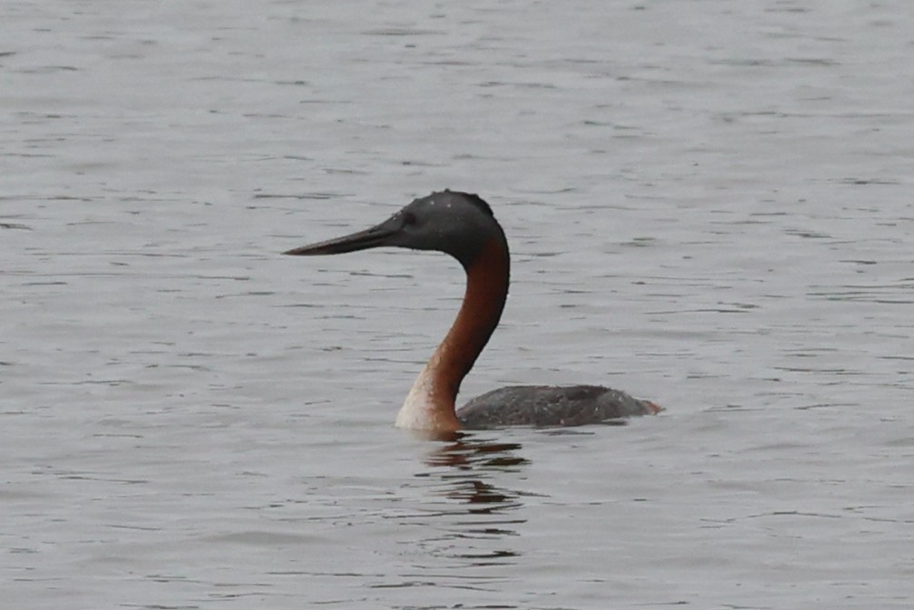 spyddykker - ML644118837