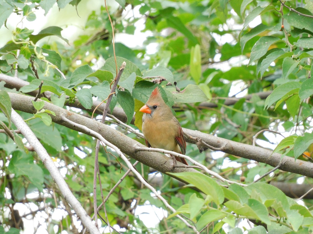 Northern Cardinal - ML644118853