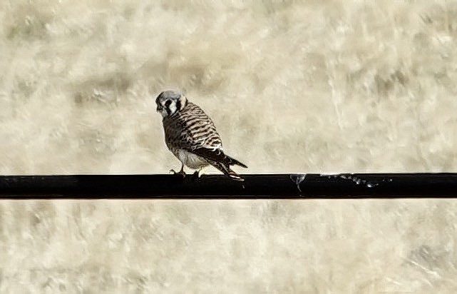 American Kestrel - ML644118854