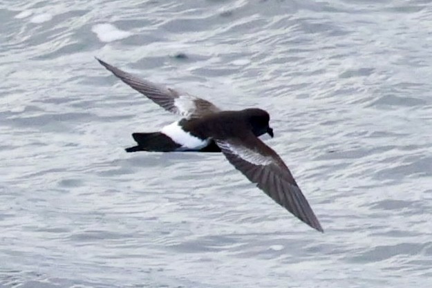 Pincoya Storm-Petrel - ML644118858