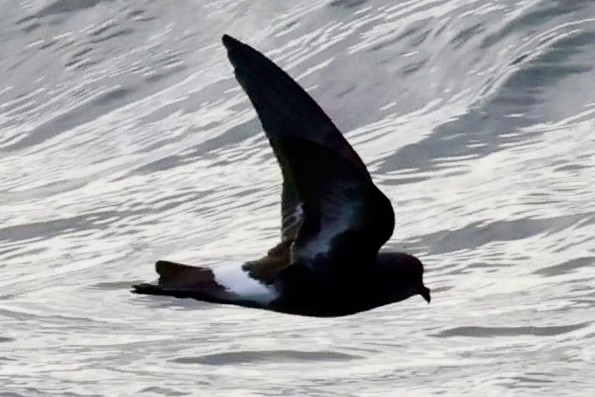 Pincoya Storm-Petrel - ML644118859