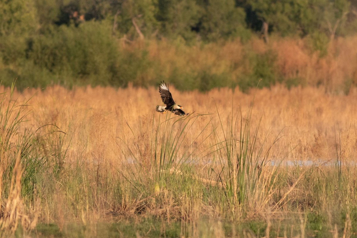 Caracara Carancho (norteño) - ML644118863