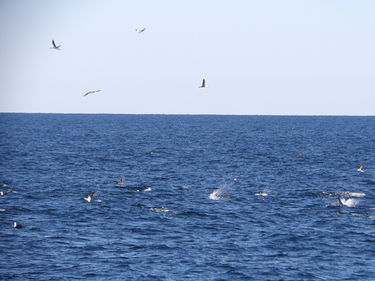Northern Gannet - ML644118872