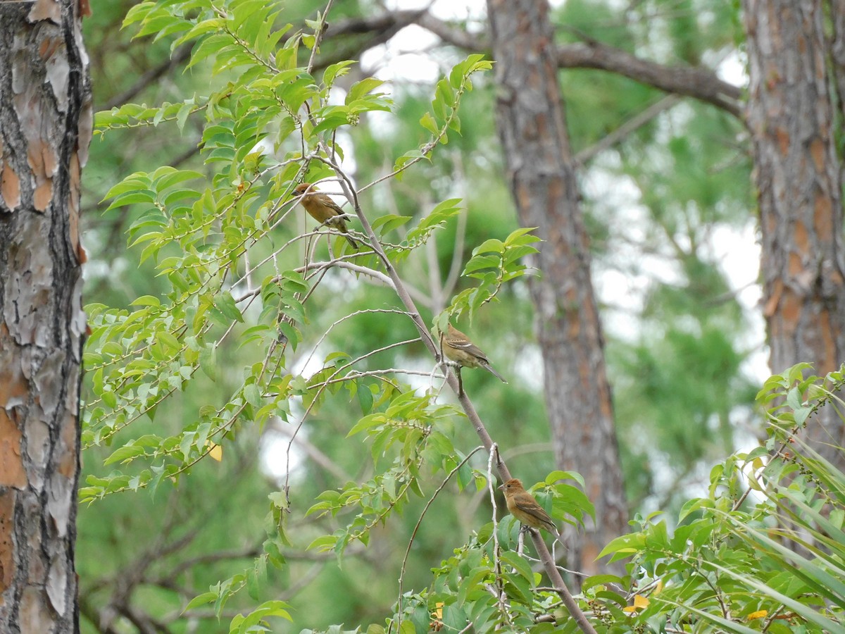 Indigo Bunting - ML644118876