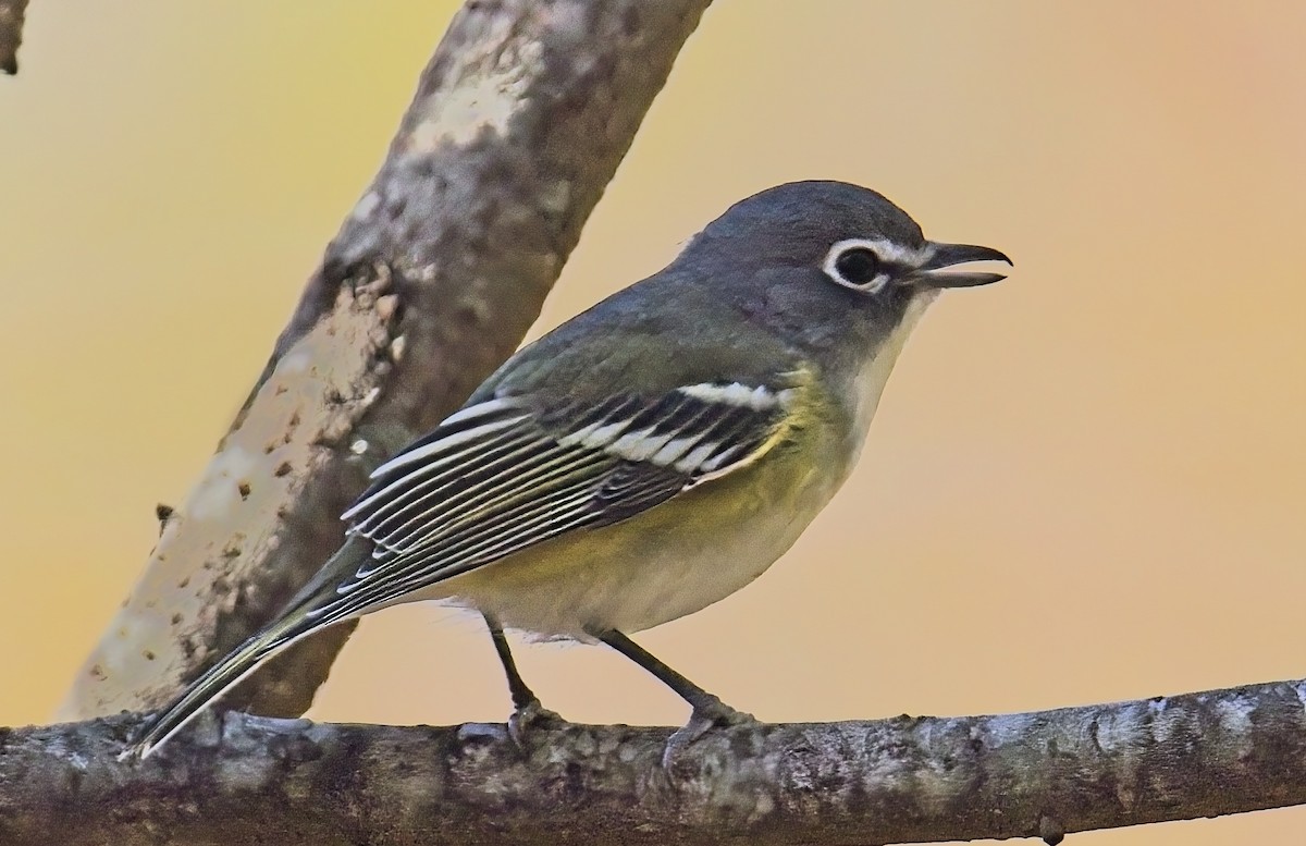 Blue-headed Vireo - ML644118881