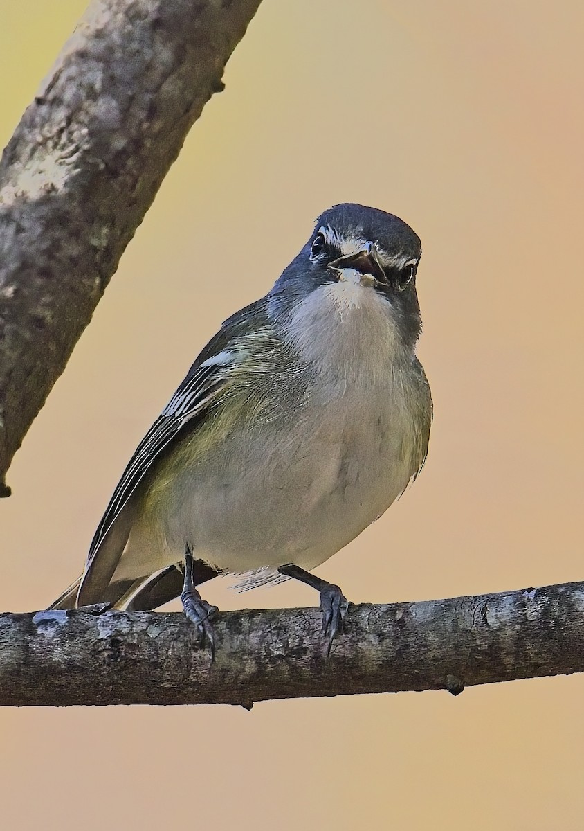 Blue-headed Vireo - ML644118882