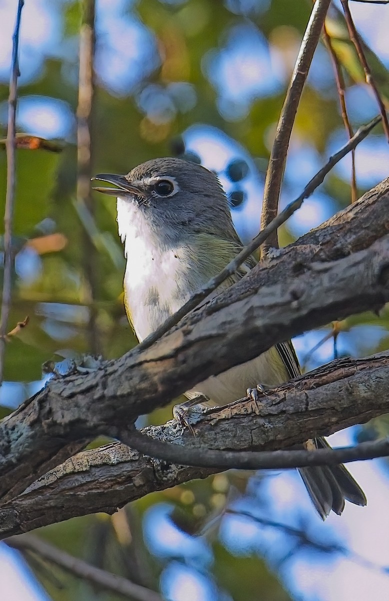 Blue-headed Vireo - ML644118883
