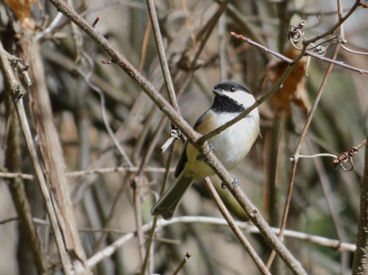 Black-capped Chickadee - ML644118885