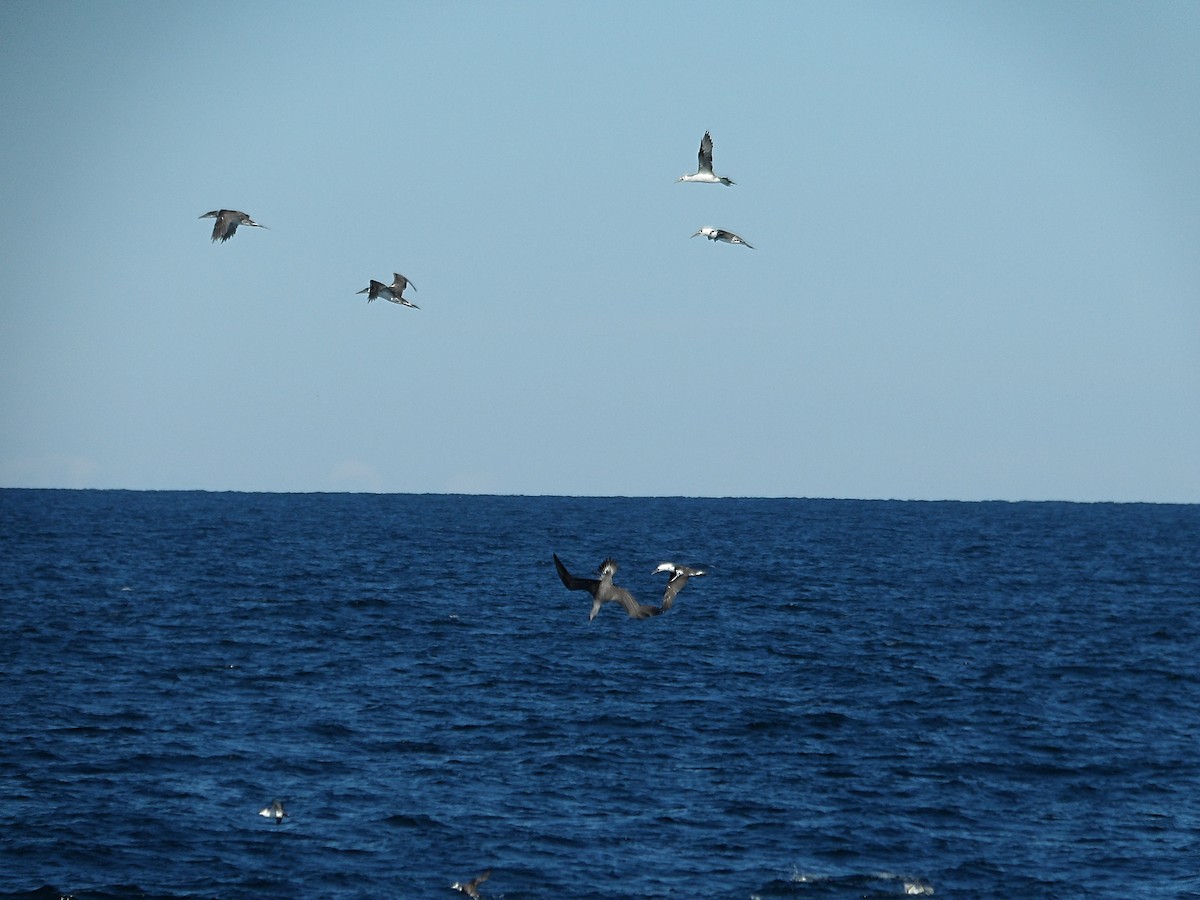 Northern Gannet - ML644118888