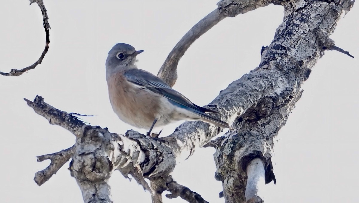 Western Bluebird - ML644118889