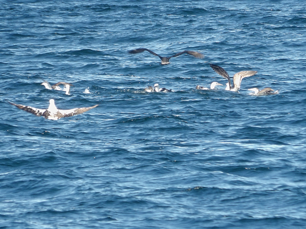 Northern Gannet - ML644118896