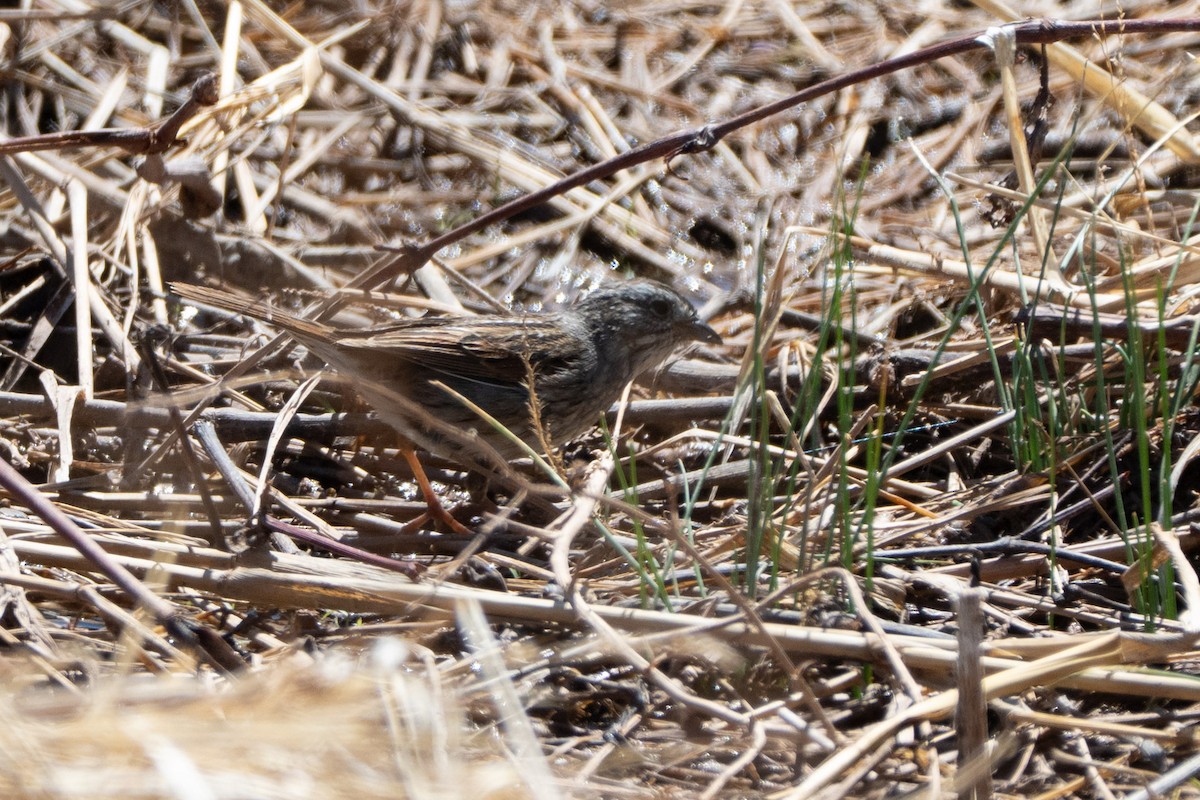 Swamp Sparrow - ML644118915